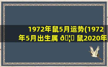 1972年鼠5月运势(1972年5月出生属 🦋 鼠2020年运势)